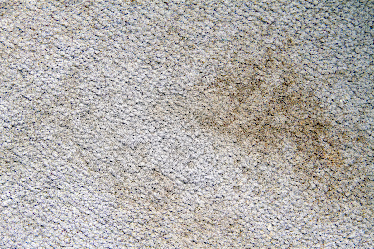 professional carpet cleaning