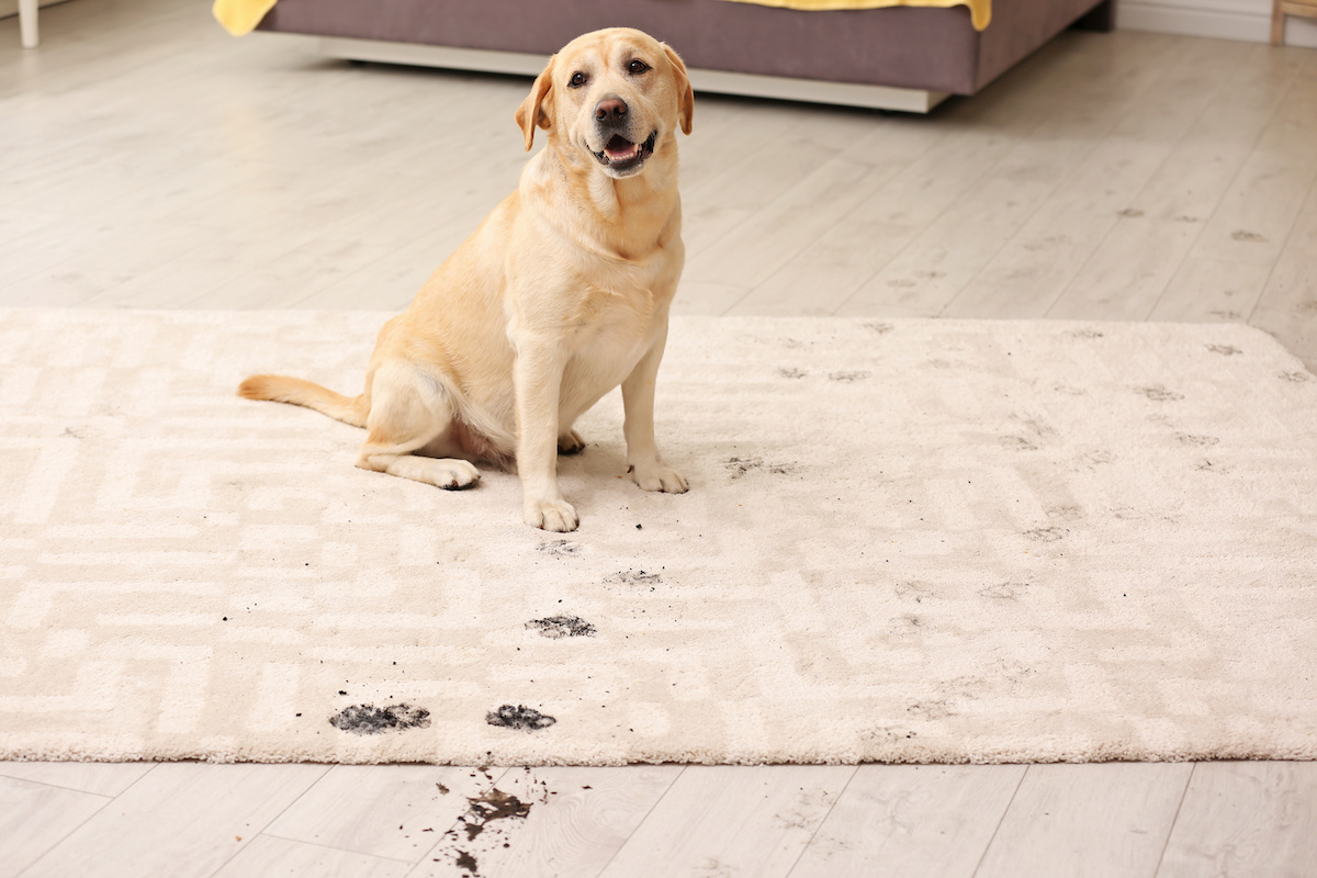 care tips for your carpet